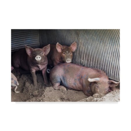 Trademark Fine Art Brenda Petrella Photography Llc 'Wilbur And Company' Canvas Art, 12x19 ALI40389-C1219GG